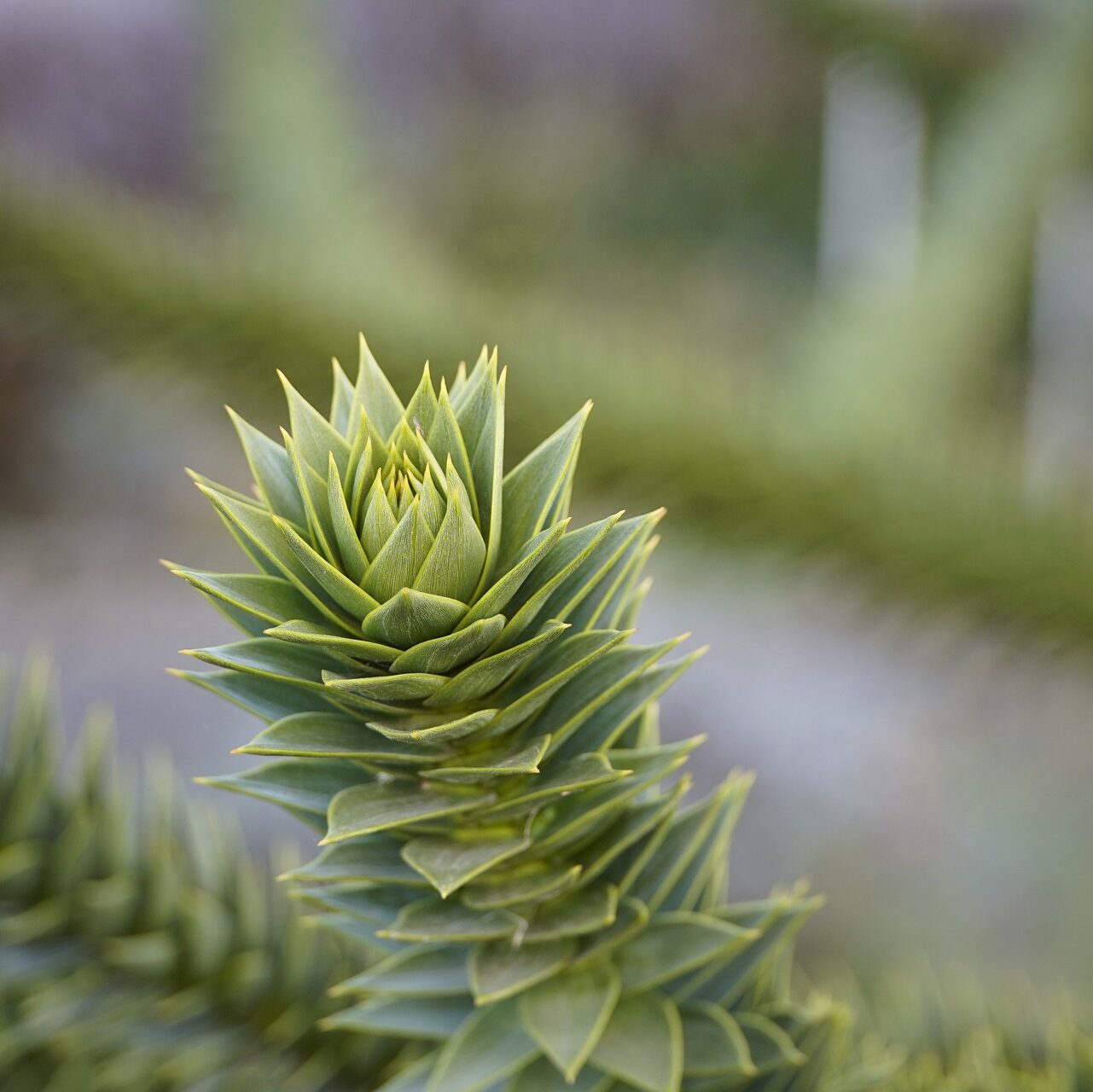 A close up of an araucaria tree branch in the Andes.